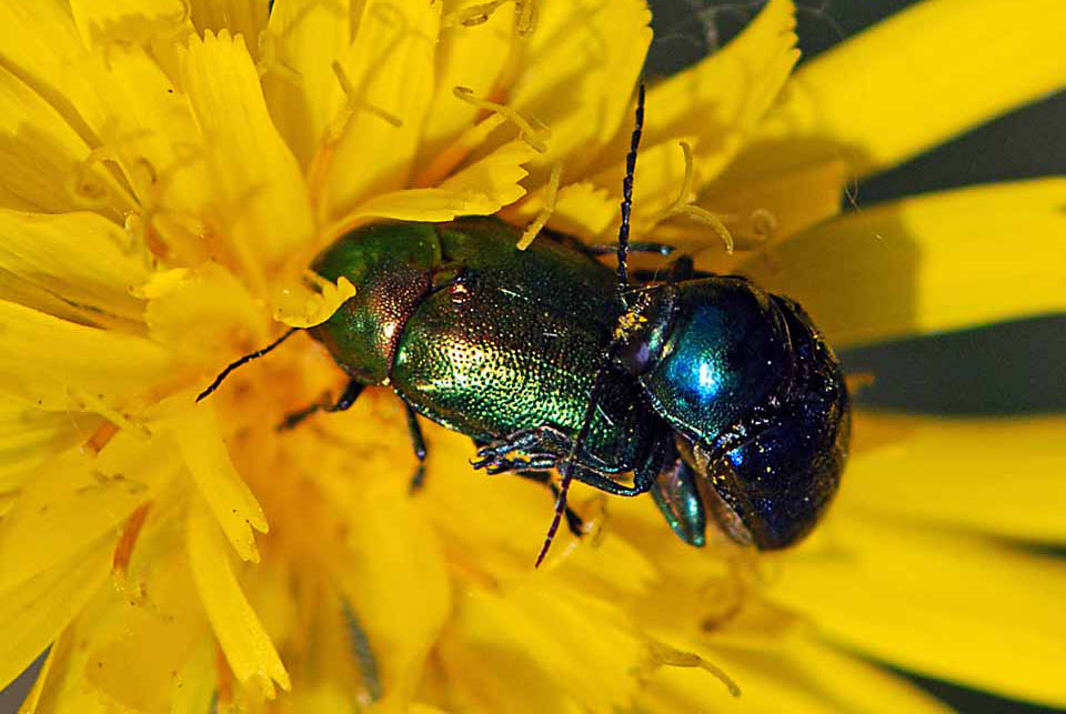 Femmina verde, maschio blu